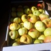 Продажа яблок оптом и в розницу