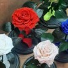 Продается роза в колбе оптом, доставка по России