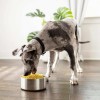 Наборы еды для собак, подобранные по рекомендации диетолога