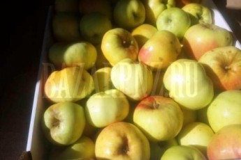 Продажа яблок оптом и в розницу